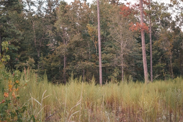 Affordable Union Parish Land for Sale
