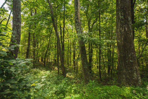 A-Frame Home for Sale in Bent Mountain VA