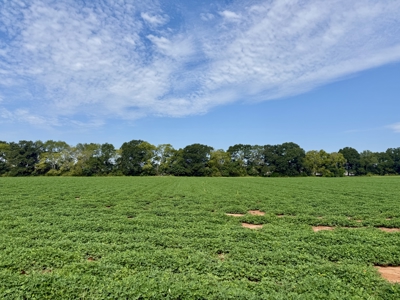 282ac Farmland For Sale Headland Alabama - Henry County - image 42