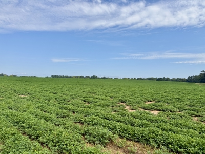 282ac Farmland For Sale Headland Alabama - Henry County - image 38
