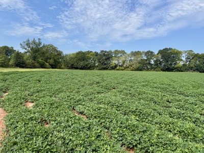 282ac Farmland For Sale Headland Alabama - Henry County - image 22