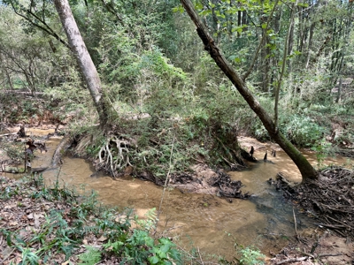 282ac Farmland For Sale Headland Alabama - Henry County - image 4