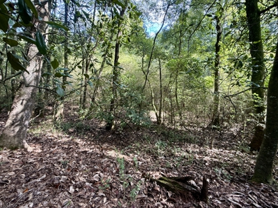 282ac Farmland For Sale Headland Alabama - Henry County - image 17