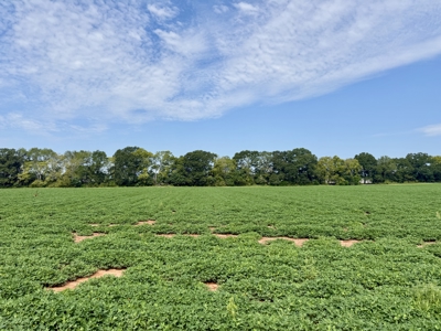 282ac Farmland For Sale Headland Alabama - Henry County - image 41