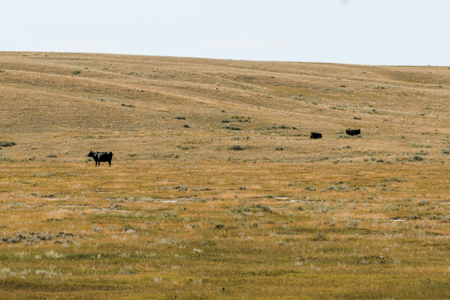 Big Sky Ranch | Malta, Montana | 11,367 +/- Acres - image 33