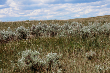 Big Sky Ranch | Malta, Montana | 11,367 +/- Acres - image 23