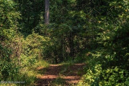 36± Acre Hunting Property Near Bude, MS - image 38
