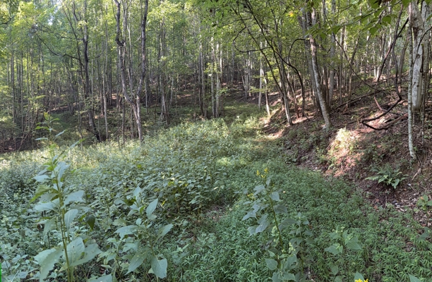 Secluded Recreational Property for Sale in Fort Blackmore VA