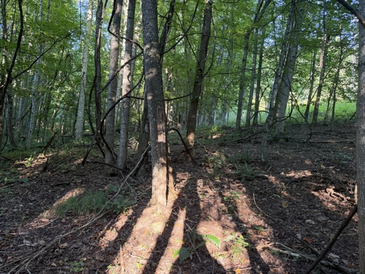 Secluded Recreational Property for Sale in Fort Blackmore VA