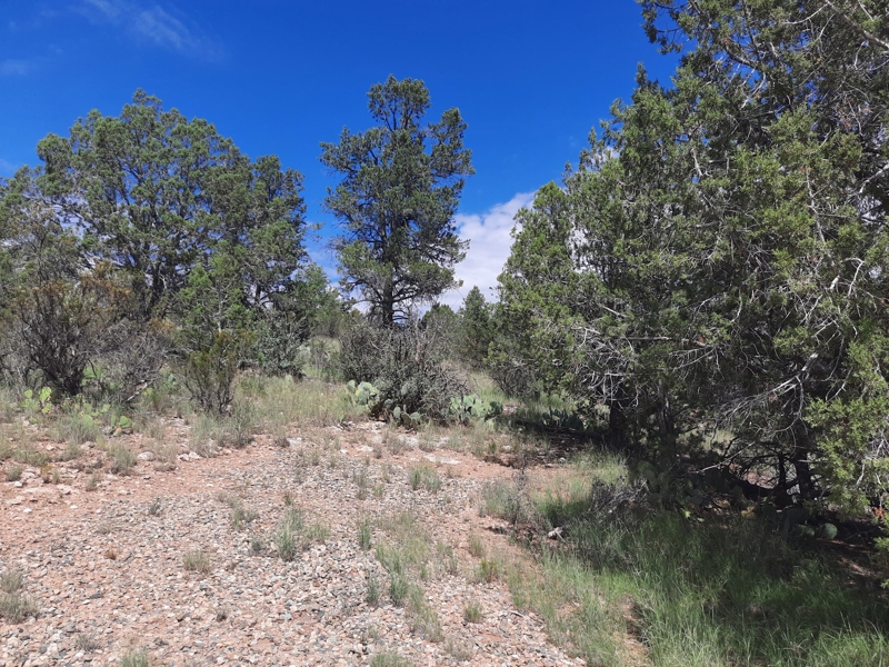 No Caption