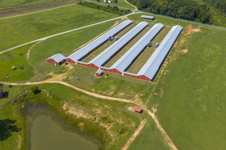 Rockingham Poultry Farm—Four 40' × 500' Breeder Houses - image 10