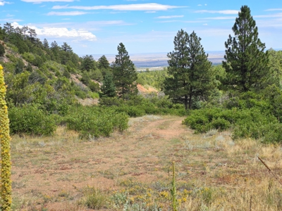 170.68 ± Acre Hunting Ranch by National Forest | Florence, CO - image 14