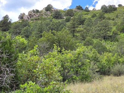 170.68 ± Acre Hunting Ranch by National Forest | Florence, CO - image 16
