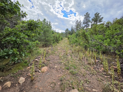 170.68 ± Acre Hunting Ranch by National Forest | Florence, CO - image 21