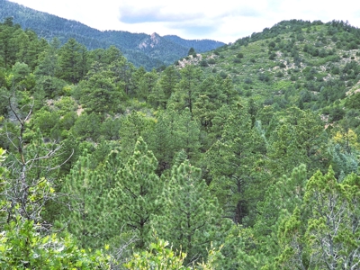 170.68 ± Acre Hunting Ranch by National Forest | Florence, CO - image 38