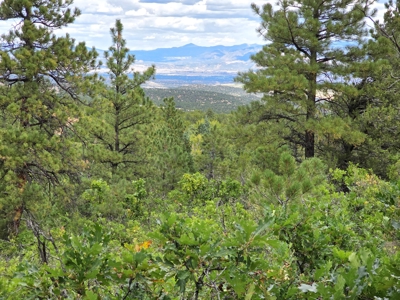 170.68 ± Acre Hunting Ranch by National Forest | Florence, CO - image 25