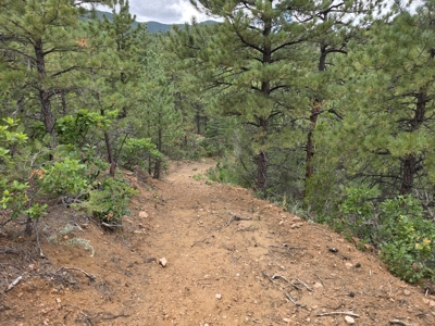 170.68 ± Acre Hunting Ranch by National Forest | Florence, CO - image 22