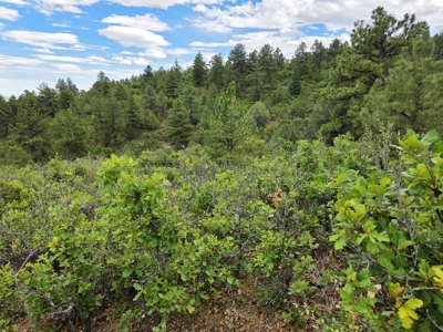 170.68 ± Acre Hunting Ranch by National Forest | Florence, CO - image 29