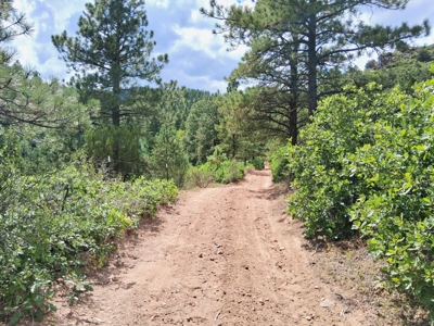 170.68 ± Acre Hunting Ranch by National Forest | Florence, CO - image 17