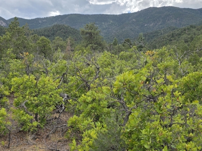 170.68 ± Acre Hunting Ranch by National Forest | Florence, CO - image 34