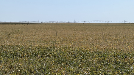 Irrigated Farm for Sale in Dawson County,  Nebraska - image 30