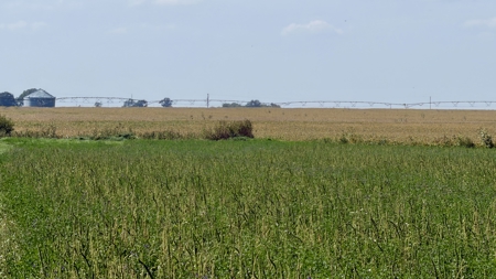Irrigated Farm for Sale in Dawson County,  Nebraska - image 25