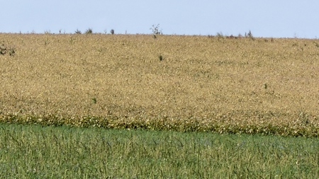 Irrigated Farm for Sale in Dawson County,  Nebraska - image 27