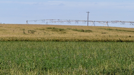Irrigated Farm for Sale in Dawson County,  Nebraska - image 24