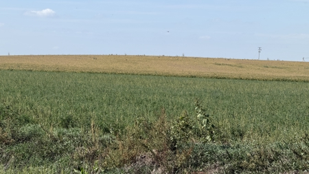 Irrigated Farm for Sale in Dawson County,  Nebraska - image 28