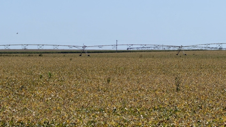 Irrigated Farm for Sale in Dawson County,  Nebraska - image 33