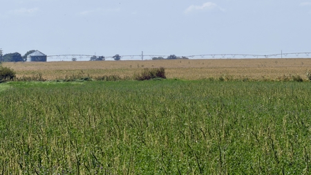 Irrigated Farm for Sale in Dawson County,  Nebraska - image 26