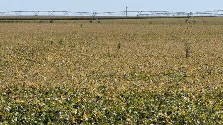 Irrigated Farm for Sale in Dawson County,  Nebraska - image 32