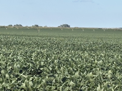 Irrigated Farm for Sale in Dawson County,  Nebraska - image 1