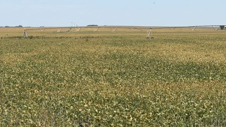 Irrigated Farm for Sale in Dawson County,  Nebraska - image 36