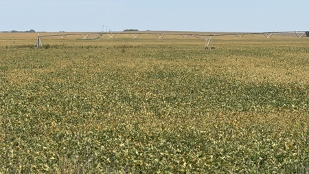 Irrigated Farm for Sale in Dawson County,  Nebraska - image 35