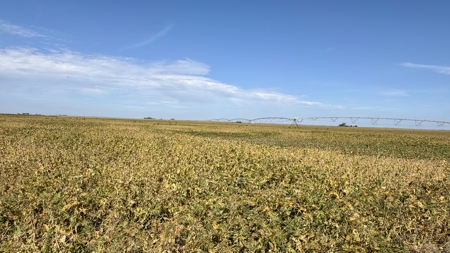 Irrigated Farm for Sale in Dawson County,  Nebraska - image 11