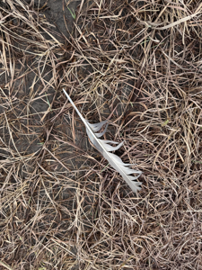 Coffey County Kansas CRP & Recreational 150 - image 29