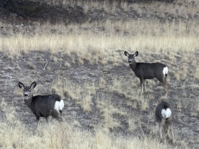 20 Acre Retreat Bordering Forest Service Land - image 36