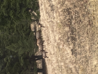 20 Acre Retreat Bordering Forest Service Land - image 38