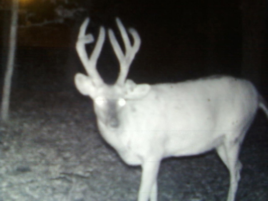 52 Acres of Trophy Whitetail Deer Hunting in Columbia County WI