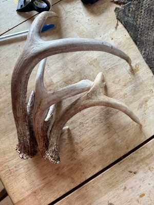 52 Acres of Trophy Whitetail Deer Hunting in Columbia County WI