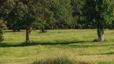 Golden Pines Ranch - 96 Acres - Stone County MS - image 31