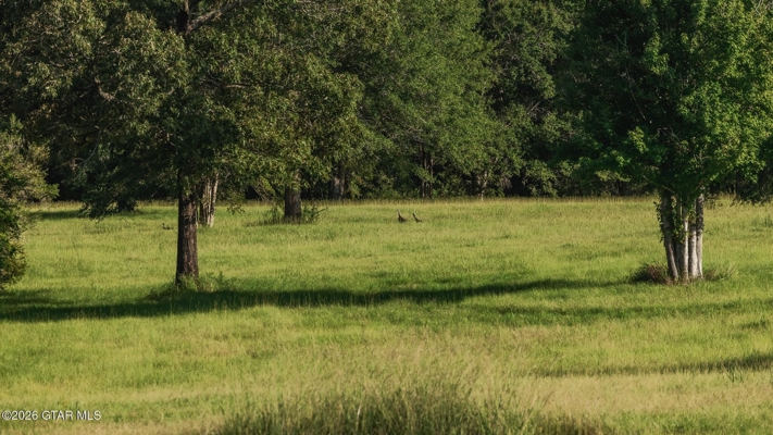Golden Pines Ranch - 96 Acres - Stone County MS