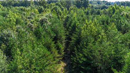 24.4 Acres of Land, Opportunity & Potential in Southern VA - image 7