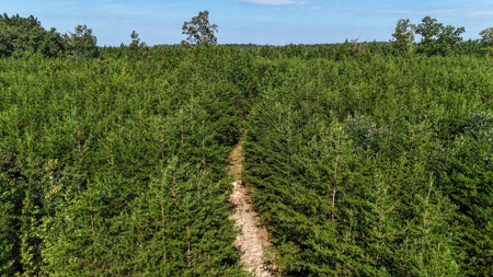 24.4 Acres of Land, Opportunity & Potential in Southern VA - image 8