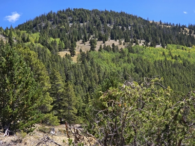140 ± Acre Mountain Property for Sale in Whitepine, Colorado - image 5