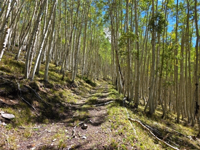 140 ± Acre Mountain Property for Sale in Whitepine, Colorado - image 21