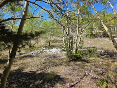 140 ± Acre Mountain Property for Sale in Whitepine, Colorado - image 4