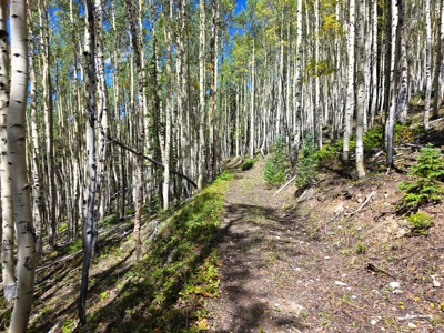 140 ± Acre Mountain Property for Sale in Whitepine, Colorado - image 26