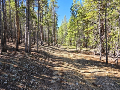 140 ± Acre Mountain Property for Sale in Whitepine, Colorado - image 14